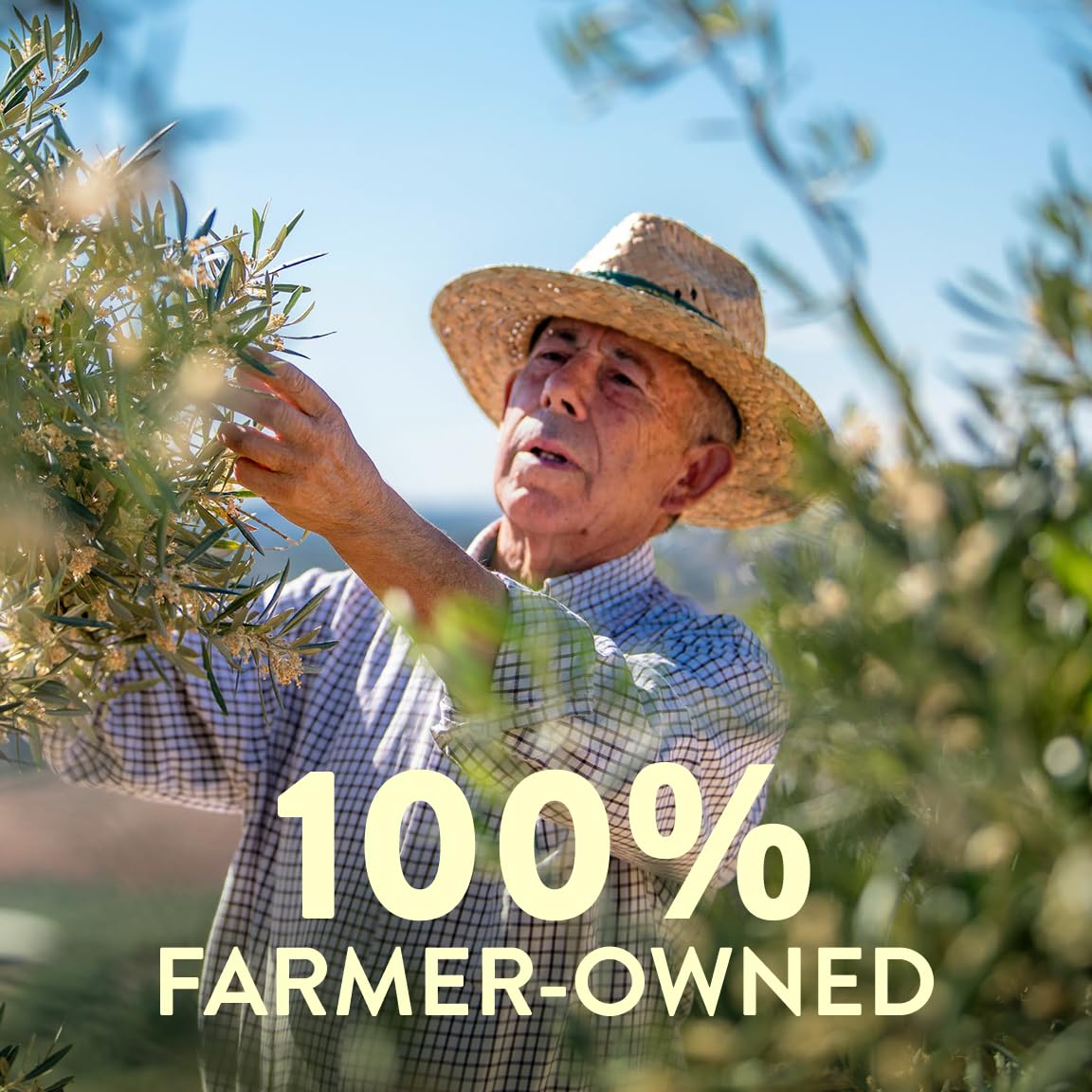 Pompeian Robust Extra Virgin Olive Oil, Contains Polyphenols, First Cold Pressed, 68 Fl Oz