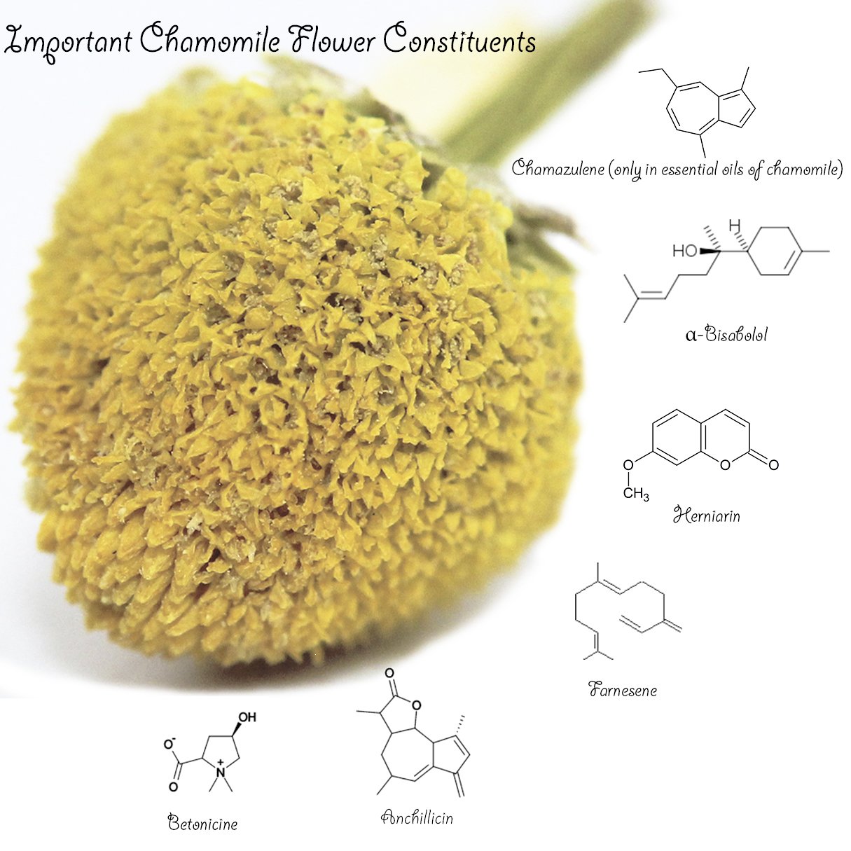 Chamomile Tea 1LB (16Oz) 100% CERTIFIED Organic (USDA seal) Chamomile Flowers Herbal Tea (Matricaria Chamomilla) in 1 lb Bulk BPA-free Resealable Bags from U.S. Wellness