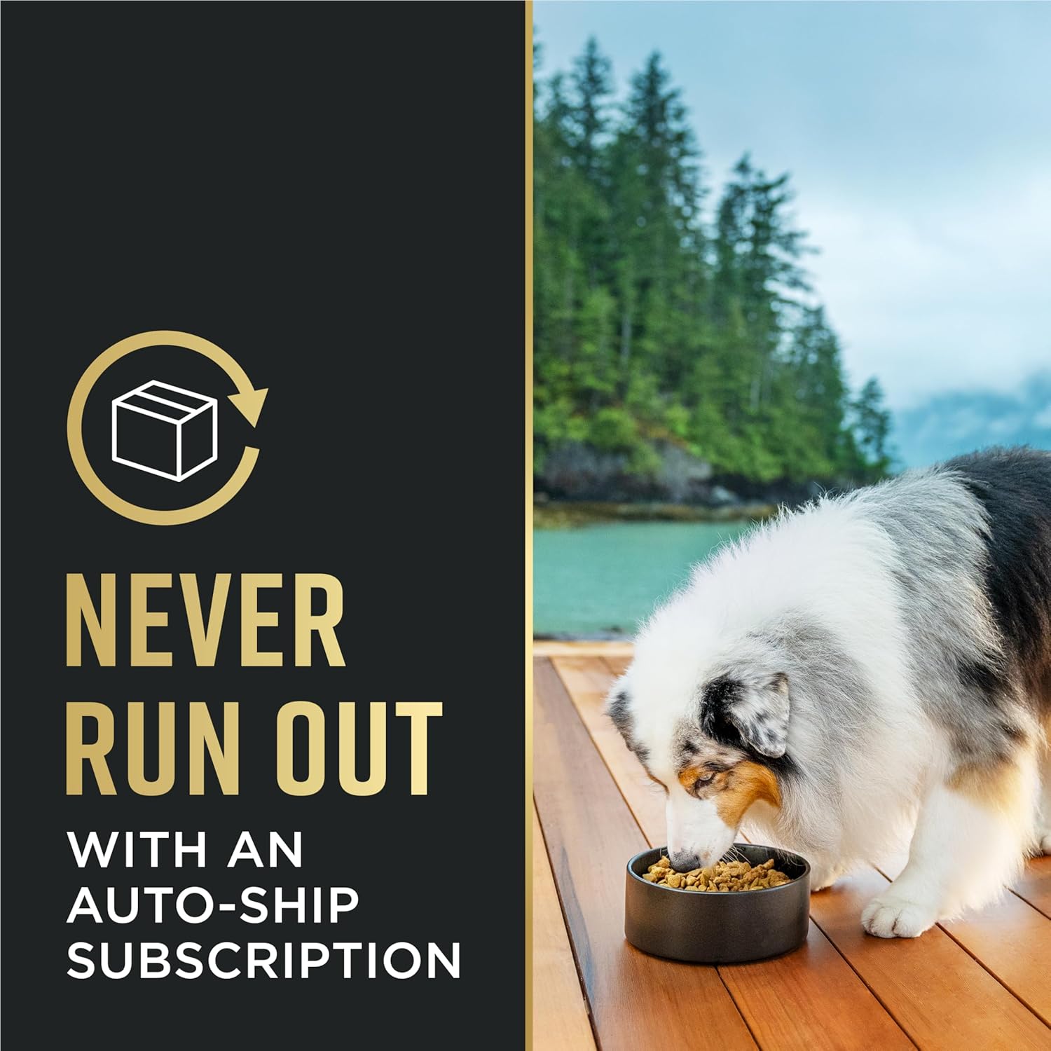 Purina Pro Plan Sensitive Skin and Stomach Dog Food Dry, Adult Salmon & Rice Formula, Digestive Health - 16 lb. Bag