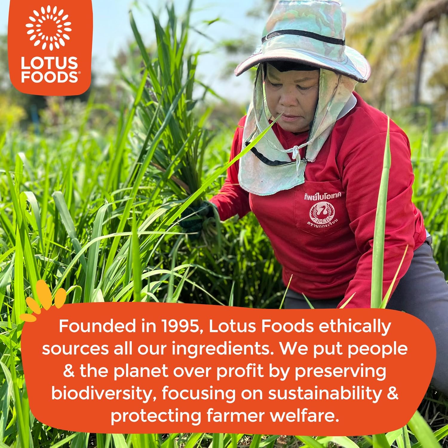 Lotus Foods Organic Millet & Brown Rice Ramen - Gluten Free Ramen Noodles, Whole Grain Ramen Noodles, Organic Vegan Ramen, Low Sodium Rice Noodles, Organic, Gluten-Free, Vegan - 10 Oz Bags (Pack of 3)