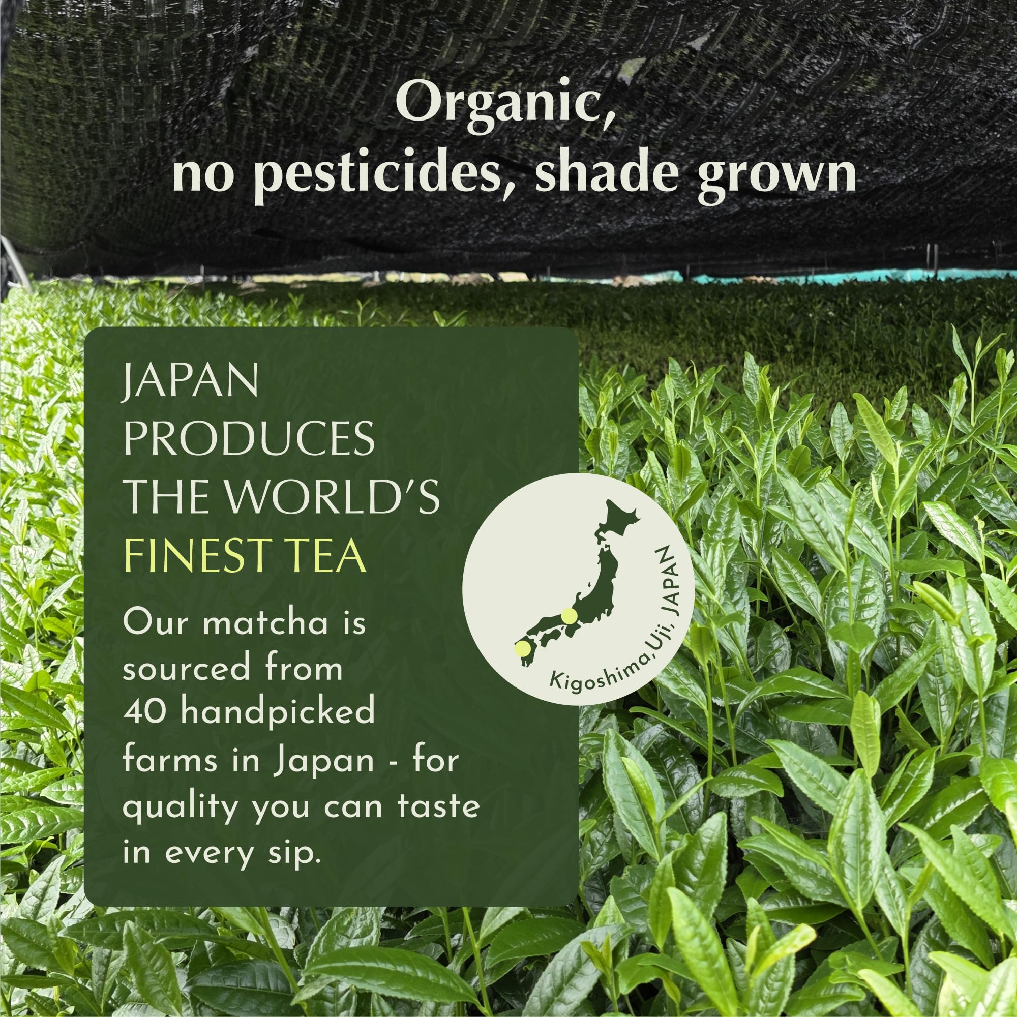 Encha Ceremonial Grade Matcha Powder - Organic First Harvest Japanese Matcha Green Tea, Matcha Tea From Uji, Japan (60g/2.12oz)