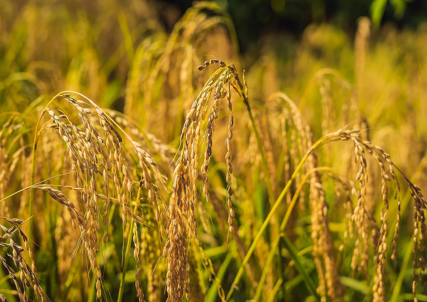 Food to Live Organic Brown Basmati Rice, 5 Pounds Non-GMO, Whole Long-Grain Rice Variety, Fragrant, Kosher, Vegan, Bulk. Less Starch Content. High in Dietary Fiber. Great for Making Stir-Fries