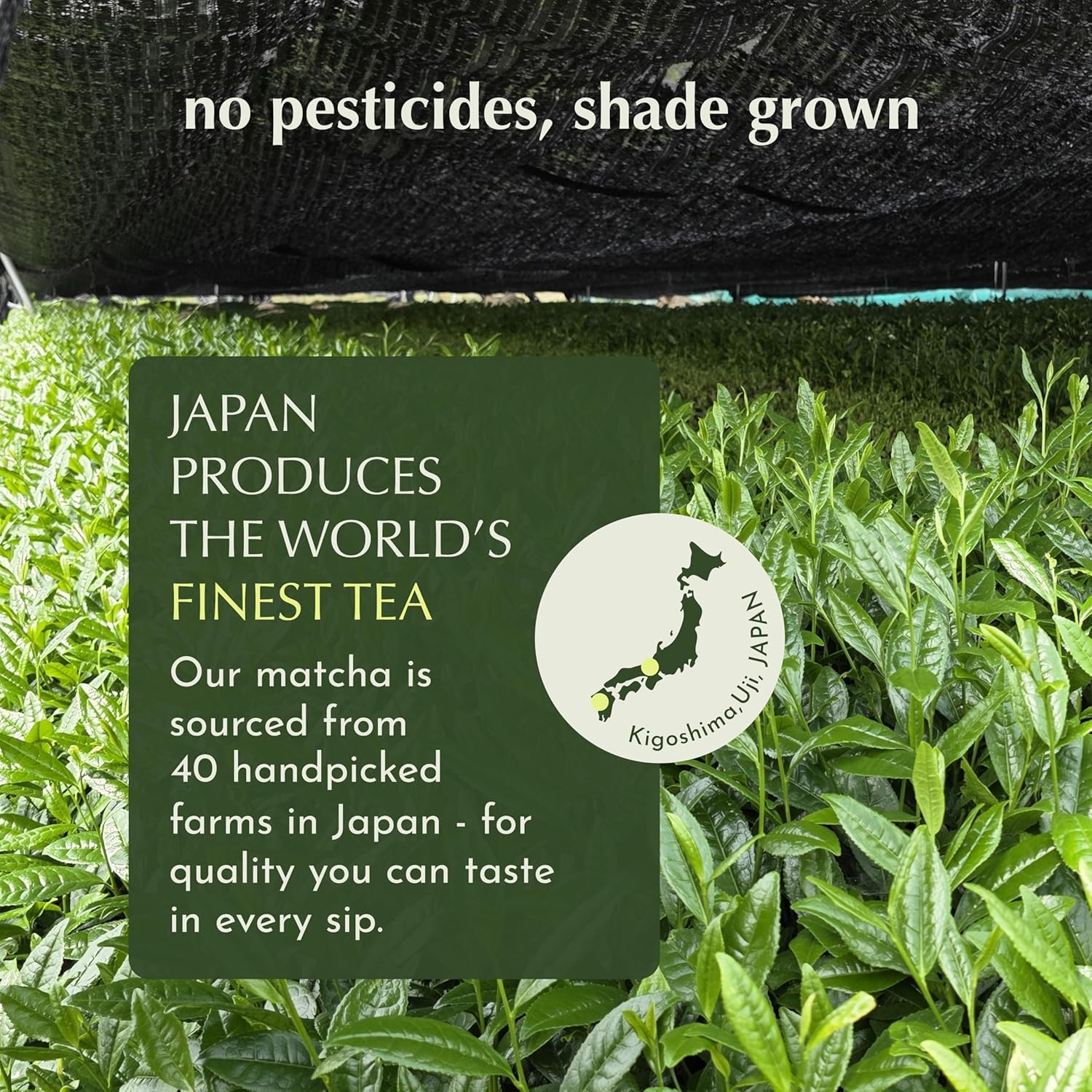 Encha Ceremonial Grade Matcha Powder - Organic First Harvest Japanese Matcha Green Tea, Matcha Tea From Uji, Japan (60g/2.12oz)