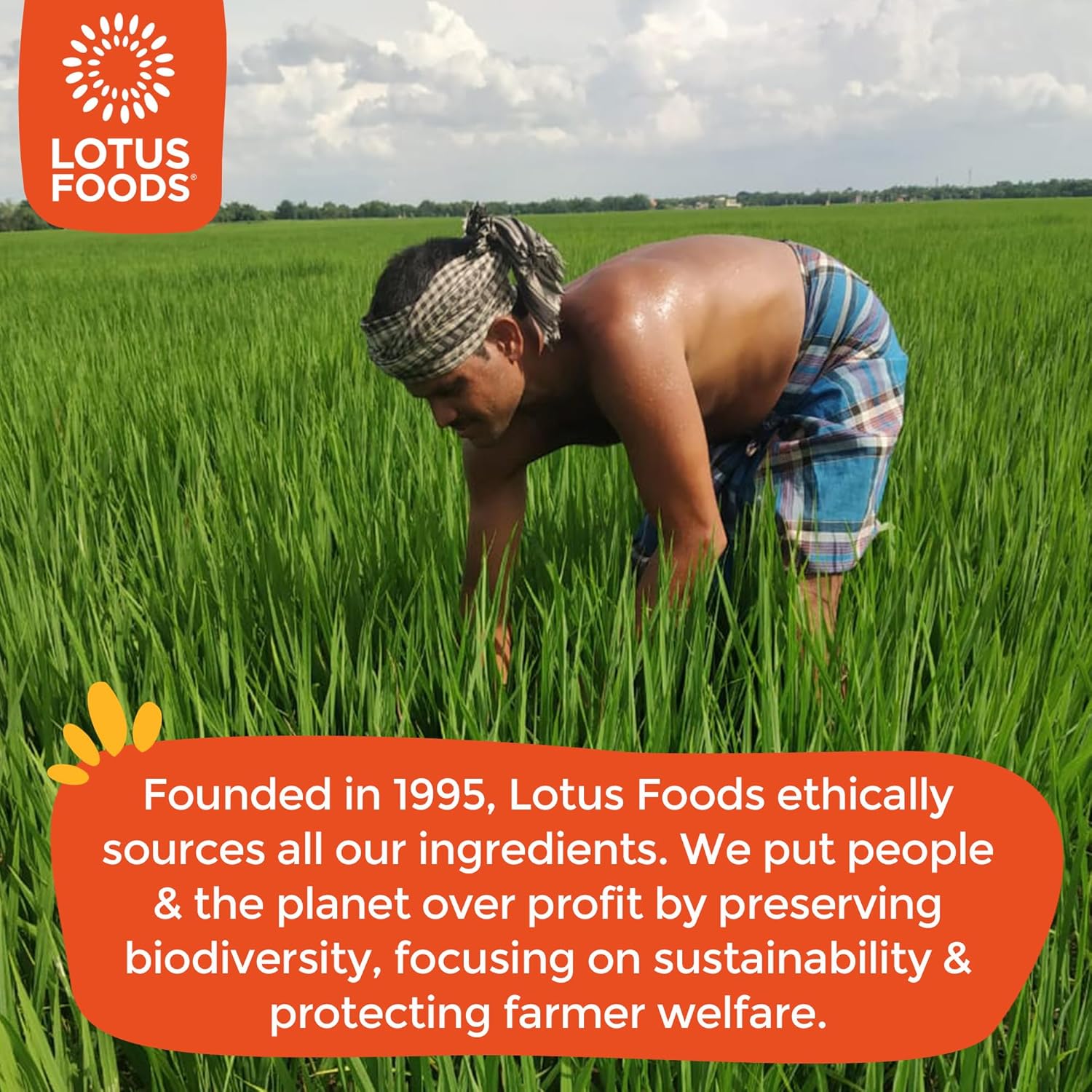 Lotus Foods Bulk Food Organic Millet & Brown Rice Ramen Noodles with Red Miso Soup, Gluten-Free Easy to Cook & Healthy Japanese Noodles with Instant Gourmet Broth, 2.8 Oz (Pack of 10)