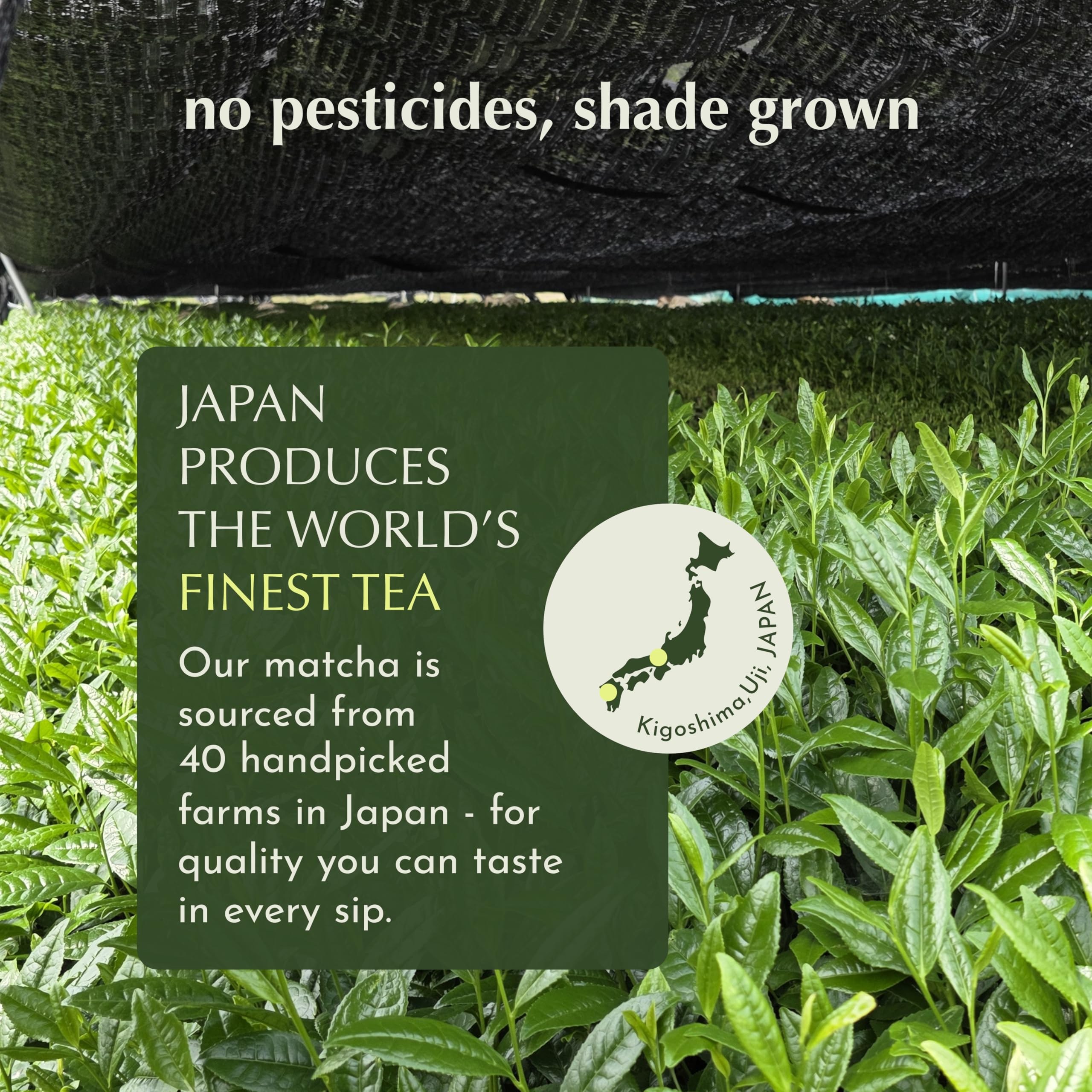 Encha Ceremonial Grade Matcha Powder - Organic First Harvest Japanese Matcha Green Tea, Matcha Tea From Uji, Japan (60g/2.12oz)