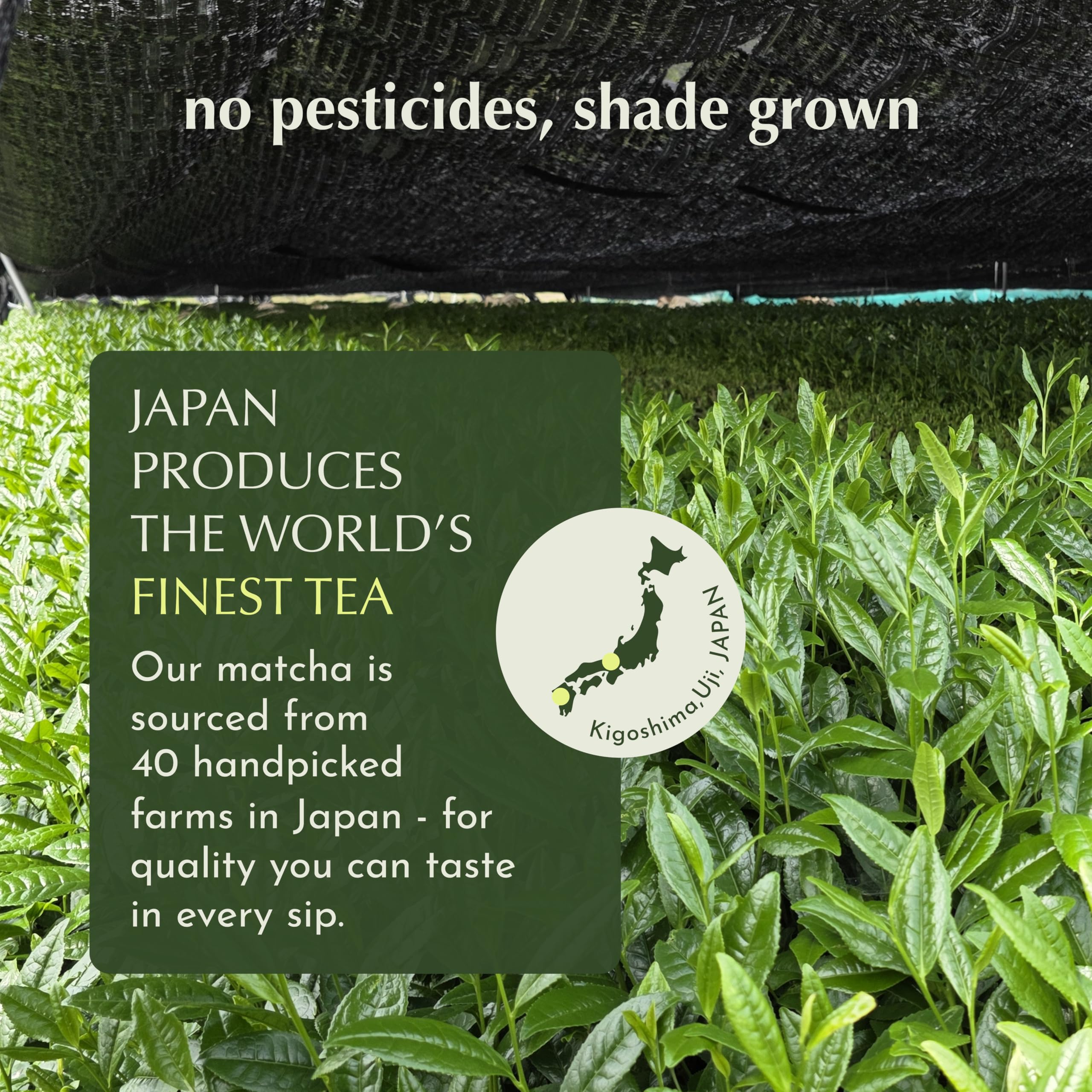 Encha Ceremonial Grade Matcha Powder - Organic First Harvest Japanese Matcha Green Tea, Matcha Tea From Uji, Japan (60g/2.12oz)